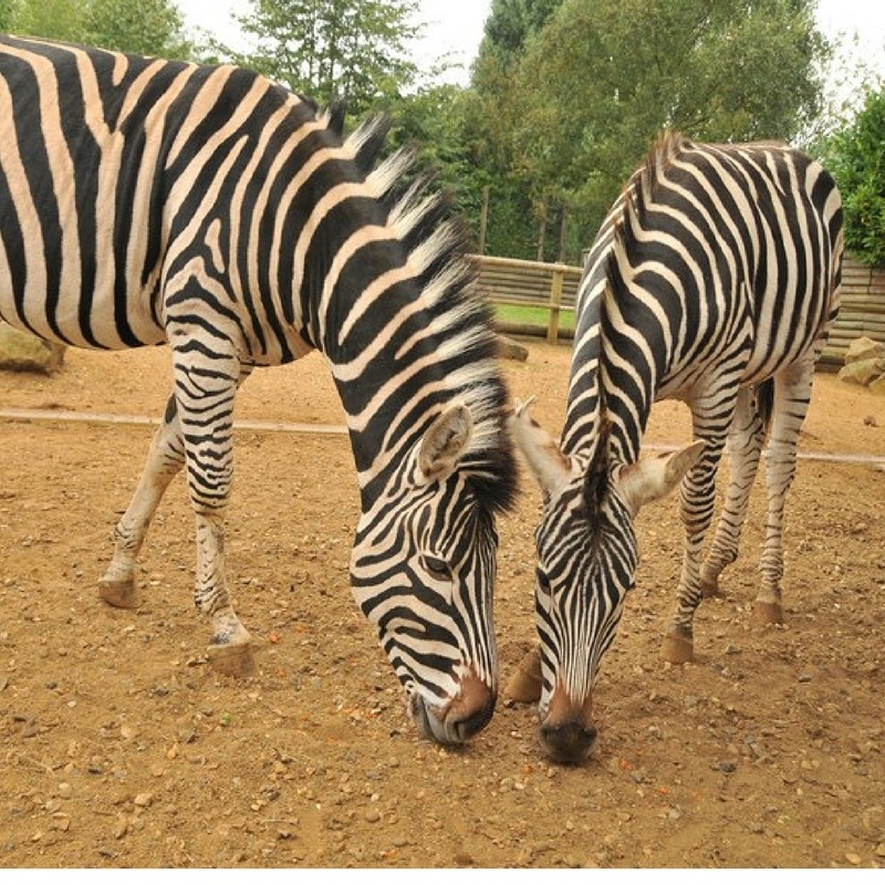 Zebras Paradise Park 800x800.jpg