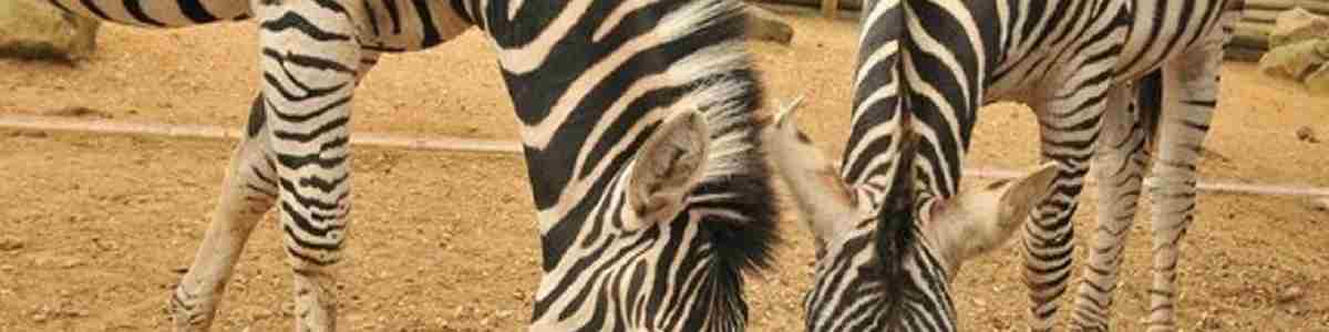 Zebras Paradise Park 800x800.jpg