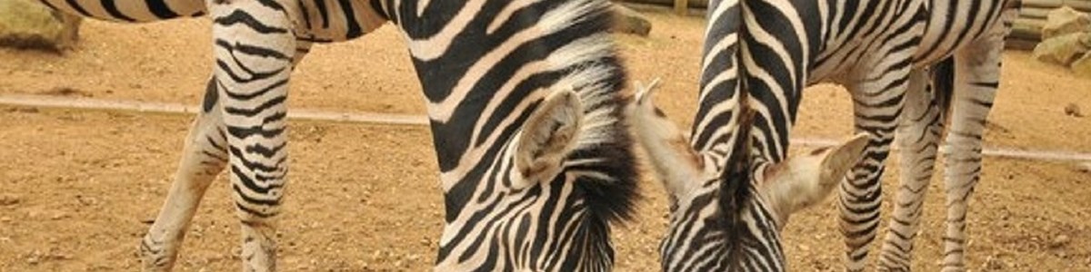 Zebras Paradise Park 800x800.jpg