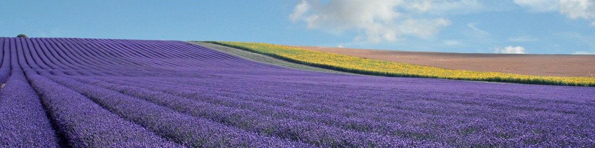 Hitchin Lavender, Hertfordshire