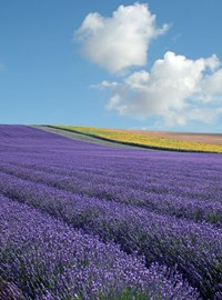 Hitchin Lavender, Hertfordshire