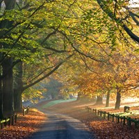 Mote Park Autumn Leaves